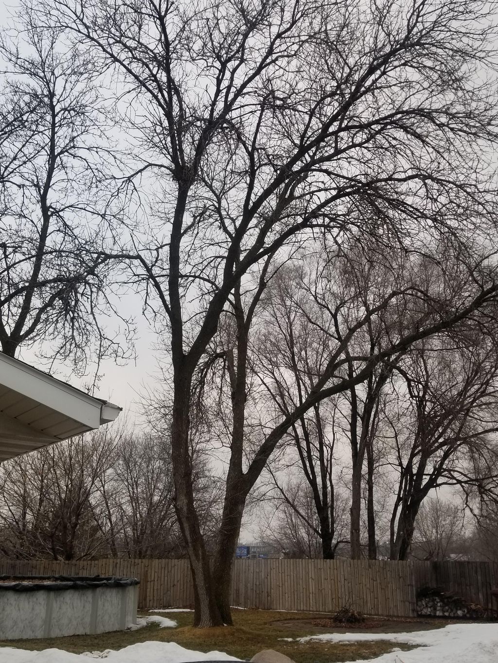 Huge ash tree removal 