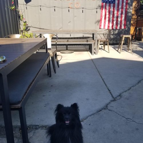 Taz, the brewery Pom! Take your dog anywhere with 
