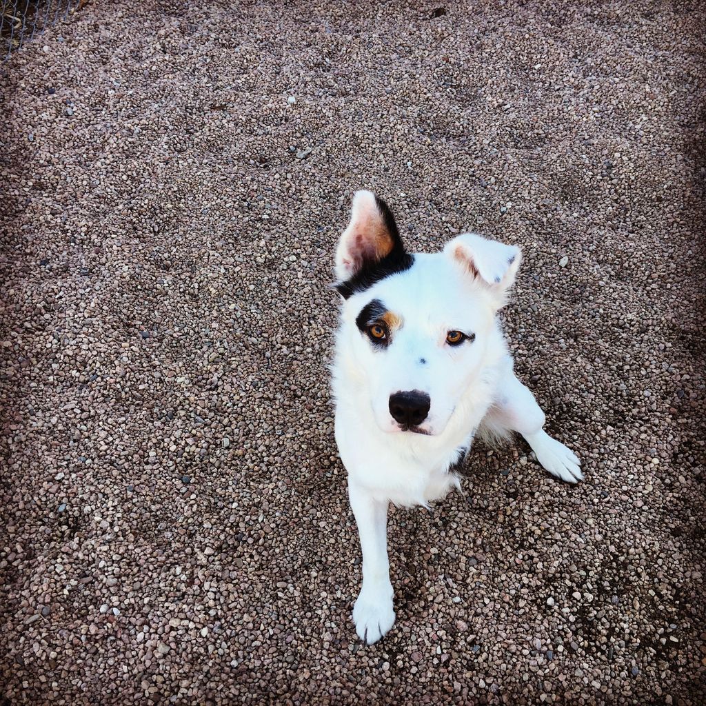 I've worked with deaf dogs....