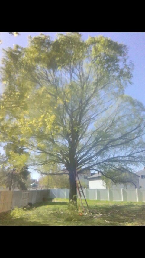 BEFORE 4/15/17. WILLOW 40 FT TALL. 40 FT WIDE. REM