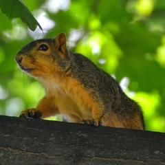 Fat Squirrel Copywriting & SEO Consulting
