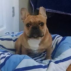 pro avatar