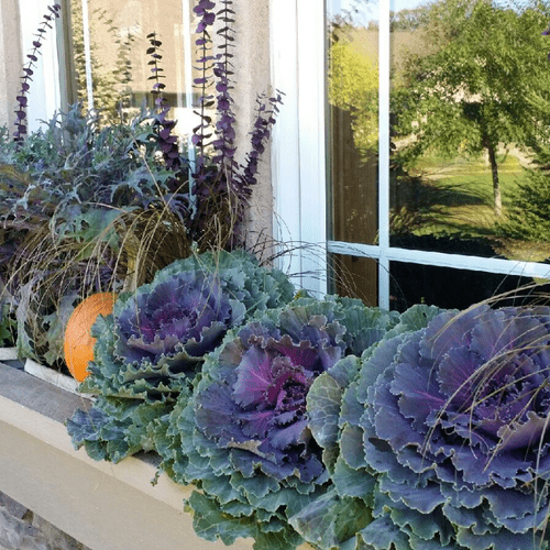 Fall window box- took out summer annuals and added