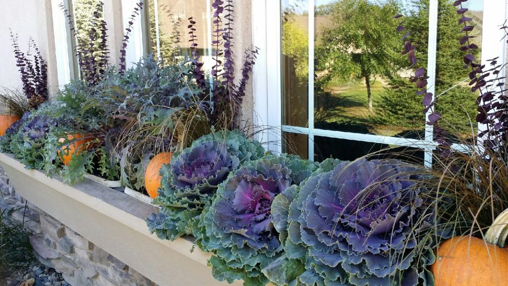 Fall window box- took out summer annuals and added