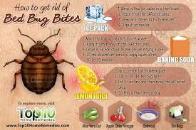 Bed Bug Life Cycle