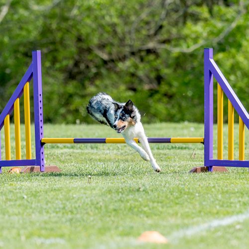 Agility/Disc game I competed at World Finals April