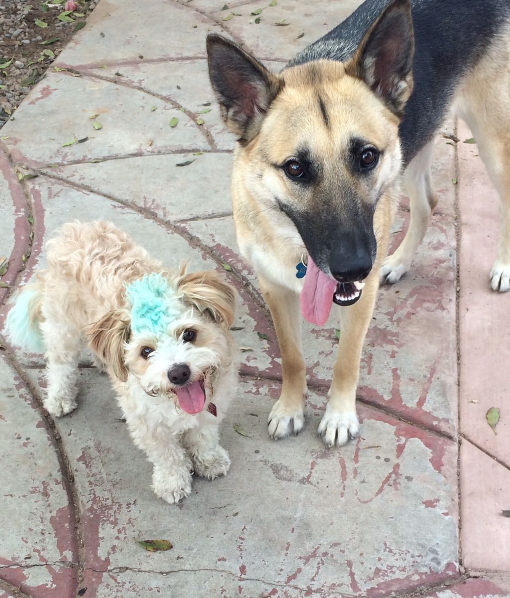 High Energy Dog Walking San Diego