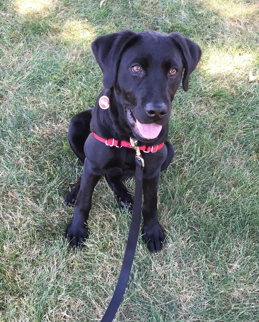 George learns to politely walk on his leash.