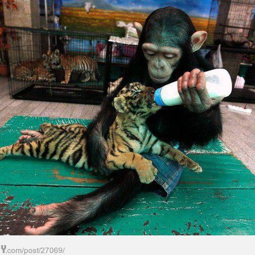 One of my Favorite Animals taking care of baby lio