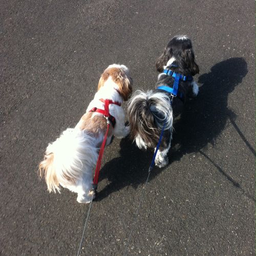Cubby and Bandit going for a walk.