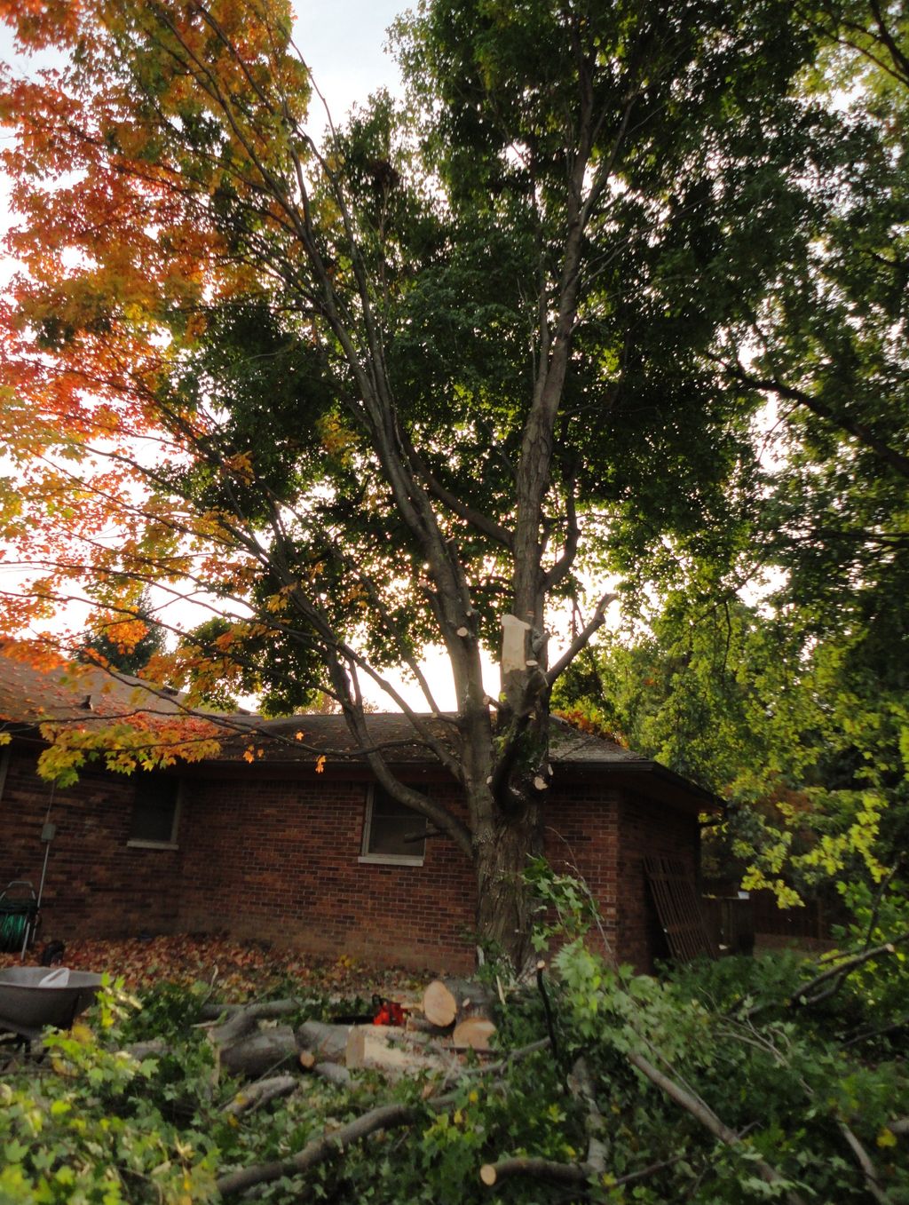 Project; I woke up one day, and man this tree has 