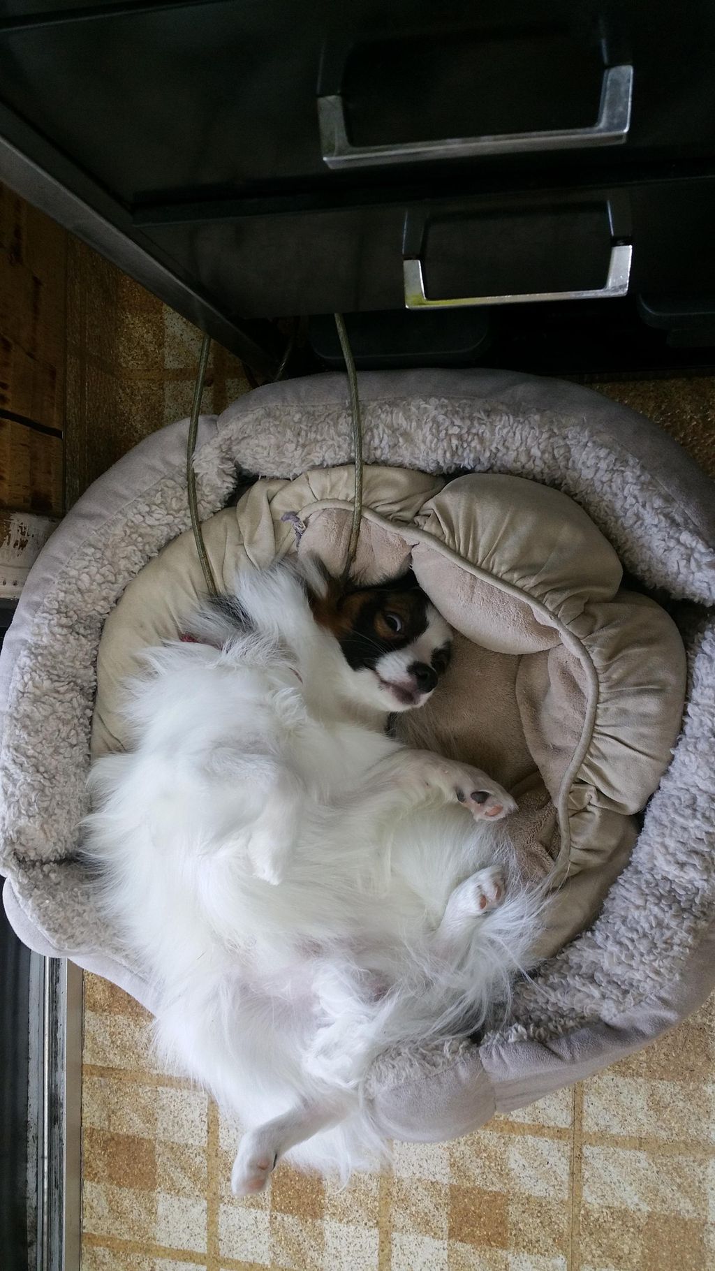 Curdled up and comfortable in his bed.  Using tie 