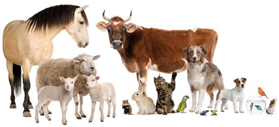 We work with animals from all walks of life!