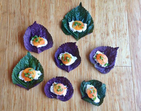 Shiso Apricot and Goat Cheese Wraps