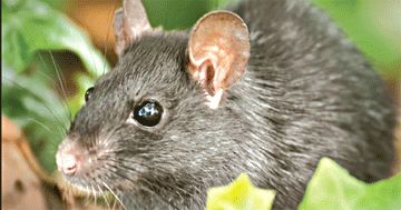 Expert mouse  trapping and removal + Home sealing 