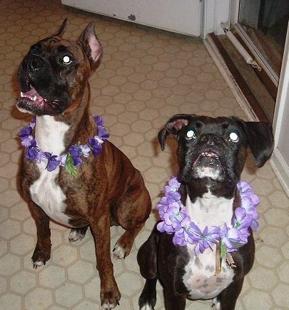 Vinnie and Lilly say Aloha!