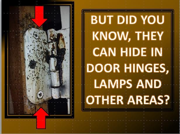YES, BED BUGS CAN RESIDE IN DOOR HINGES.