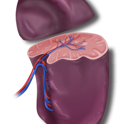 Spleen crossection illustration for interactive ed