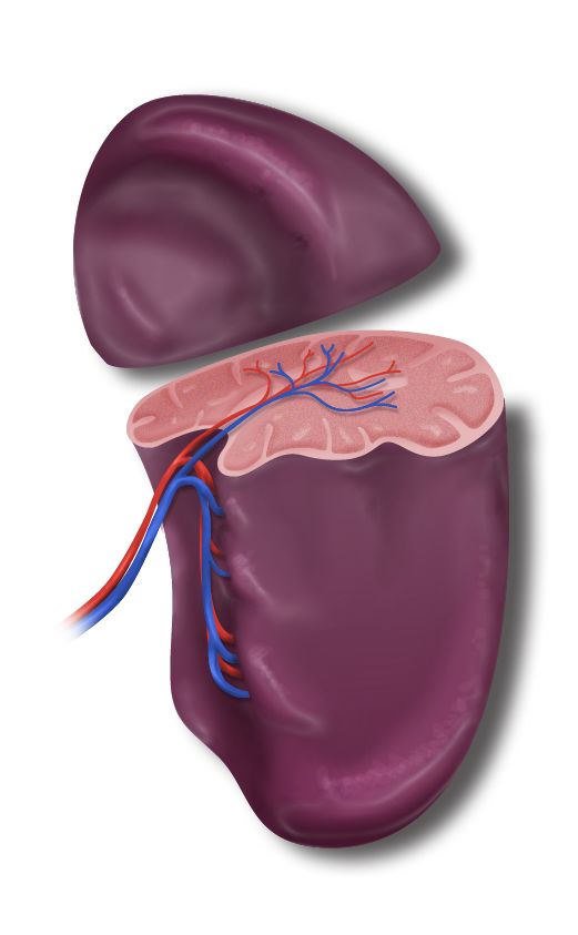 Spleen crossection illustration for interactive ed