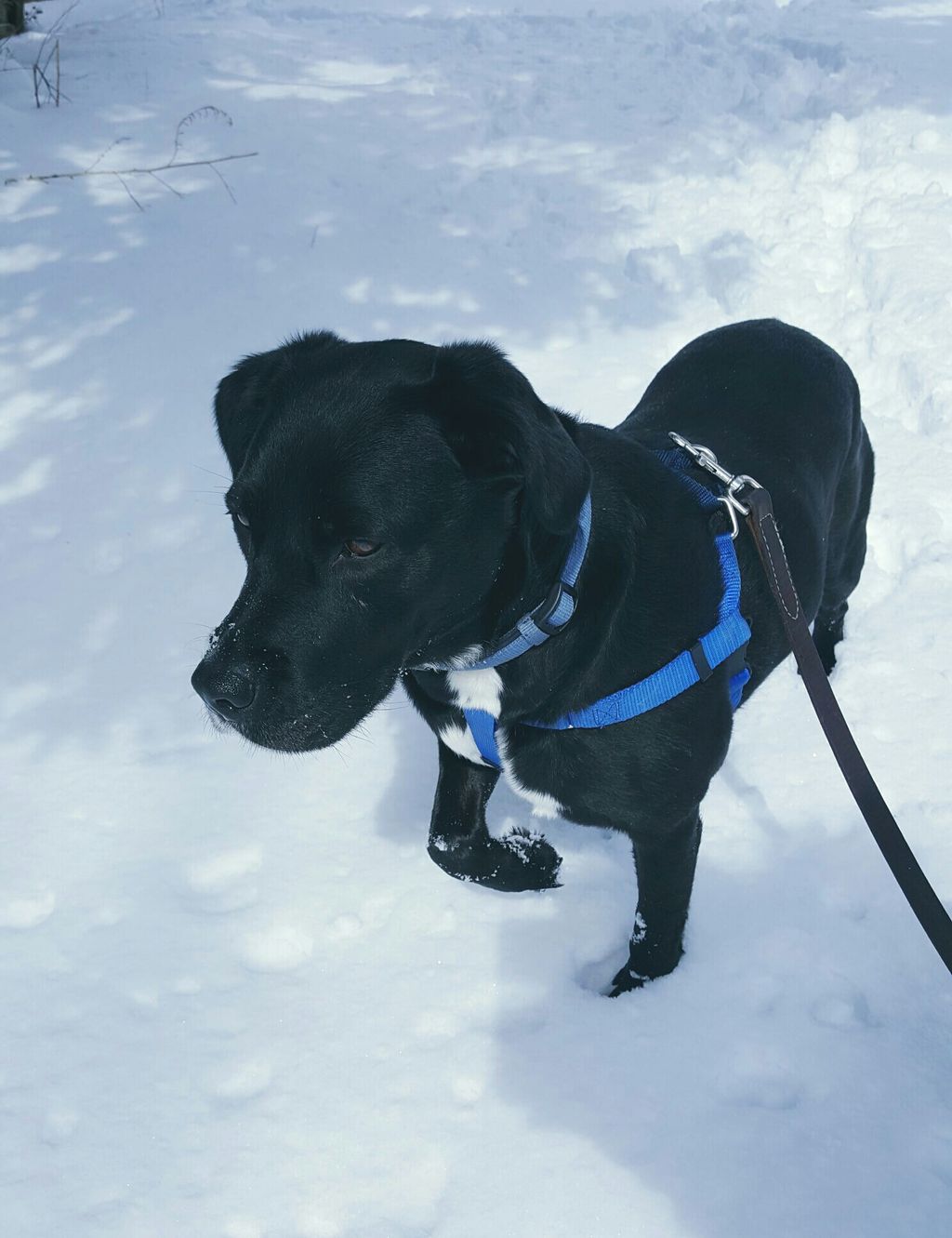 Mia loves hunting for squirrels and rabbits