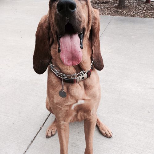 Maddie the Bloodhound is always ready to go to the