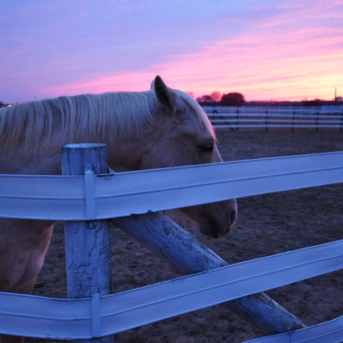 Horse Farm near Fredricksburg Virginia