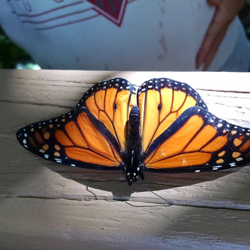 A beautiful Monarch Butterfly in the spring!