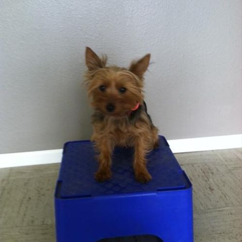 18 mo old Yorkie learning "place".