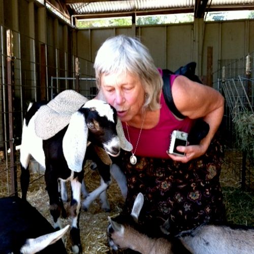 Visiting goats at Redwood Goat Farm in Sebastopol