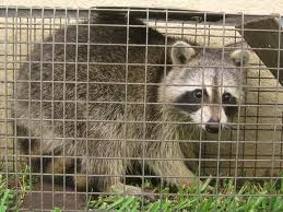 Raccoon that was residing in the attic.