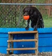 Coming when called with better things to do...