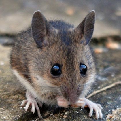 House Mouse