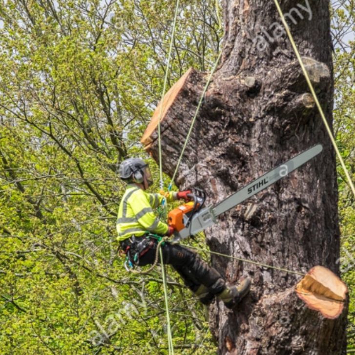 Midwest Tree Service