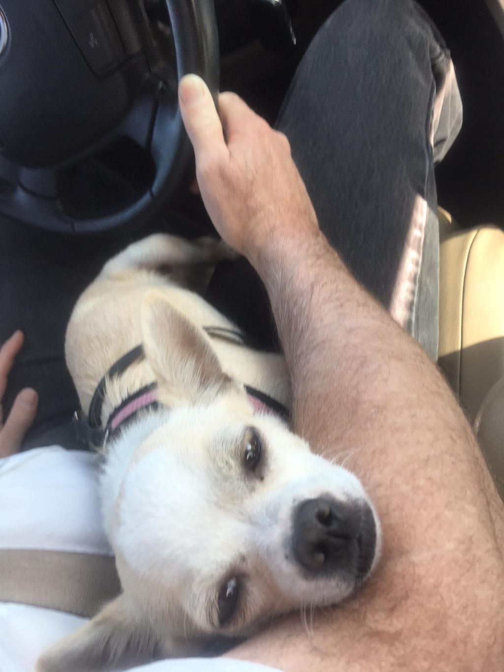 dominantdogs.com 