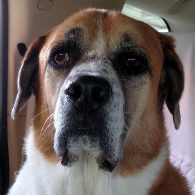 The 10 Best Mobile Dog Groomers in Port Saint Lucie, FL 2020