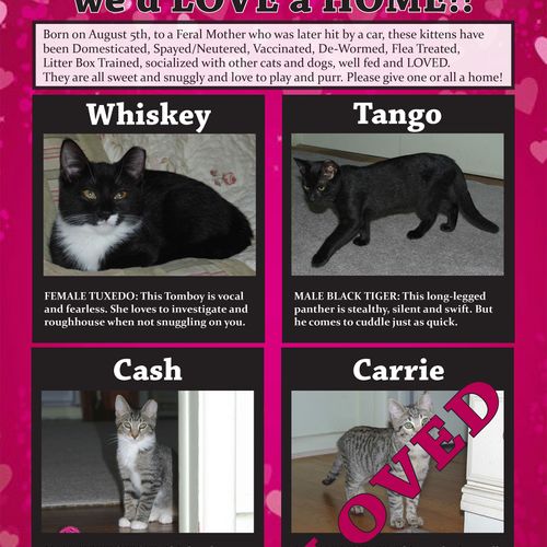 Kitten Adoption Flyer - Valentine's