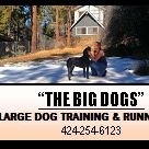 The Big Dogs