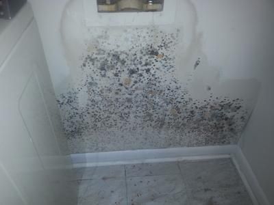 This mold was behind a washer. Spraying mold with 