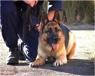 K-9 Sevice