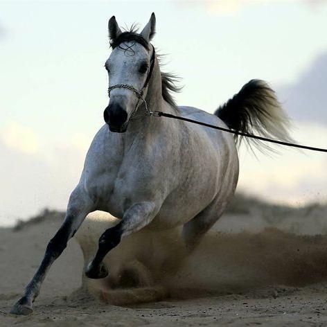 Farashatan Natural Horsemanship Training and Le...