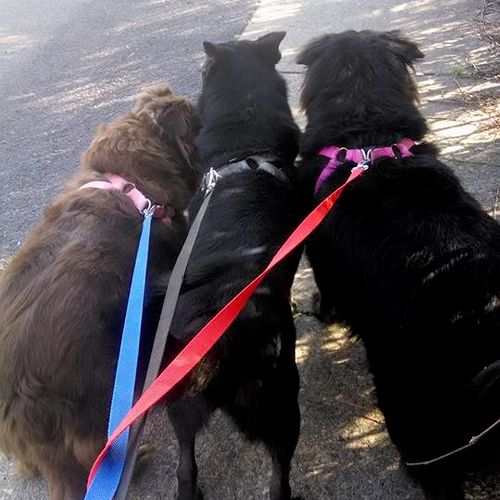 A walk with Emma, Pettie, and Morrigan