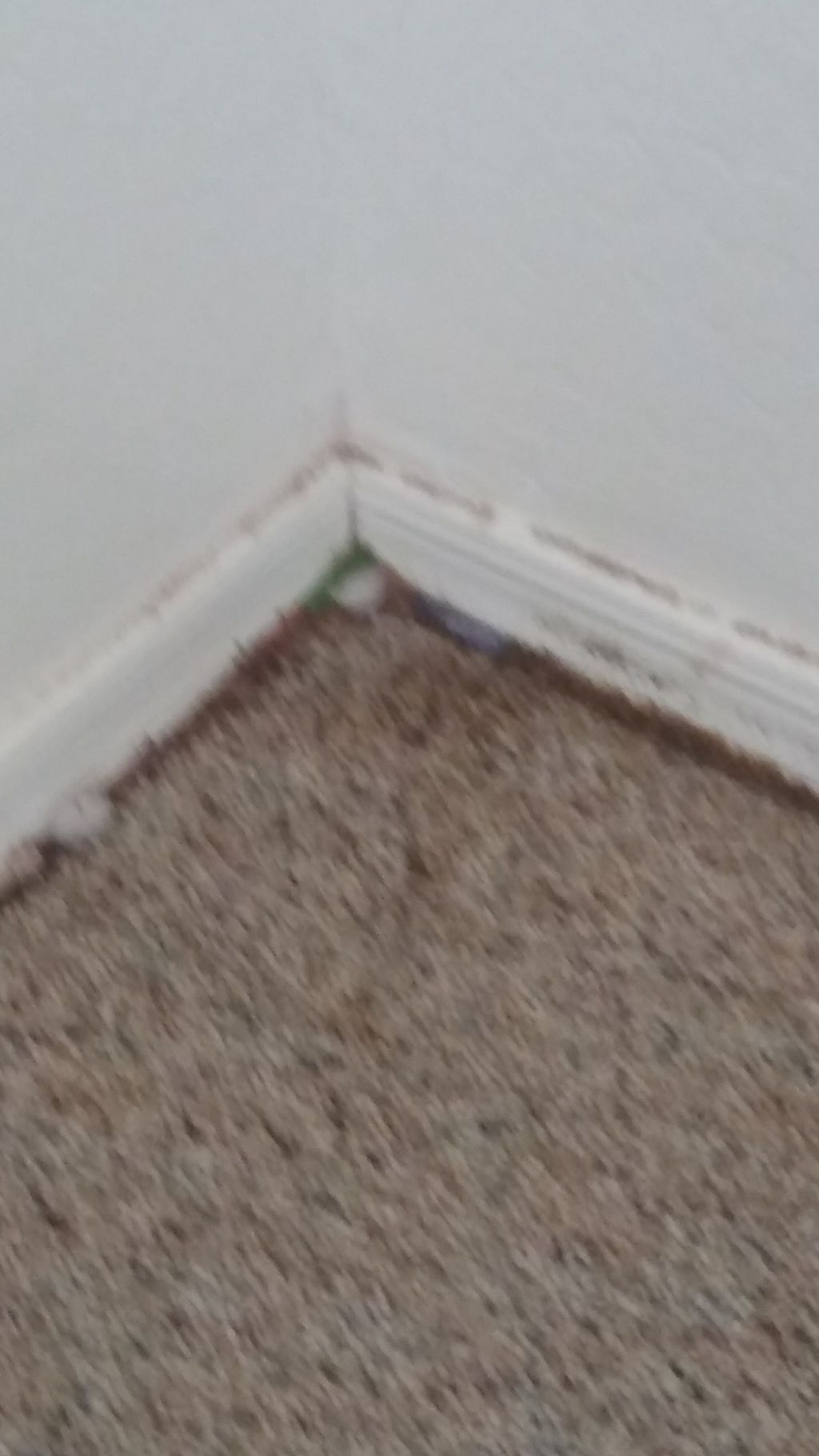 thousands of bed bugs and frass on carpet anddl in