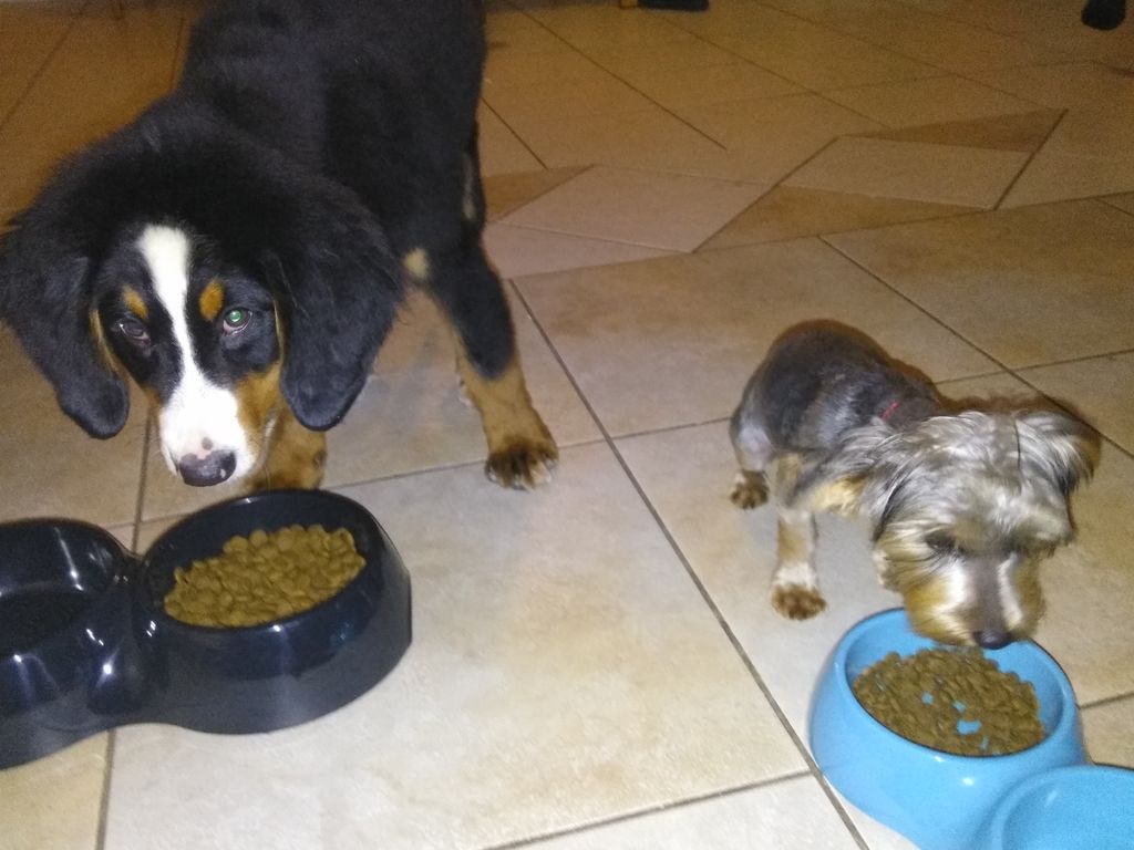 Learning to eat only from their bowl