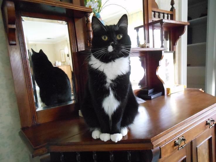 Cleo, client since 2013