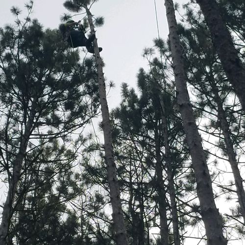 Tall pine removal in middle of camper park, tight 