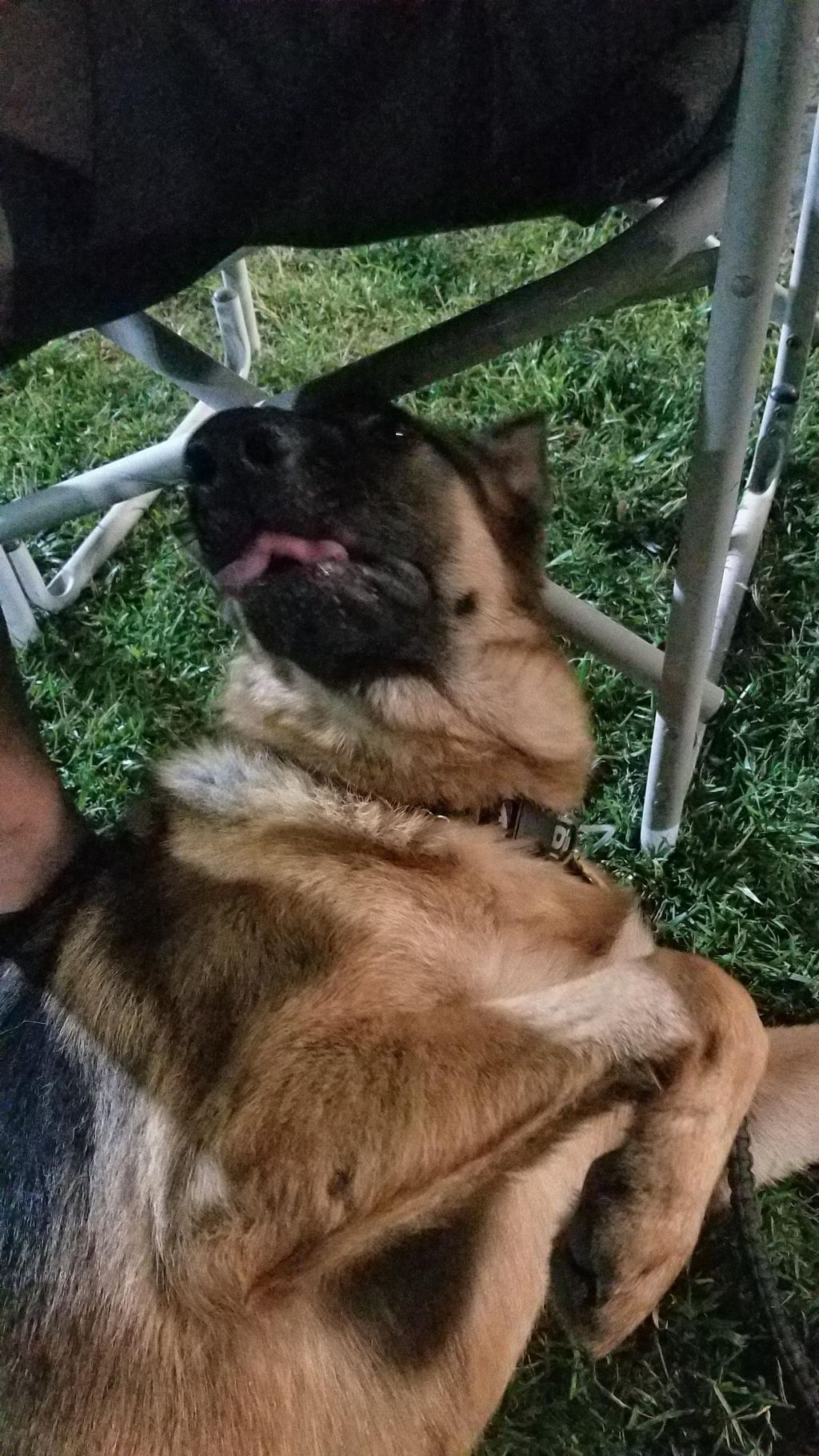 This is Dez, he has aggression issues with people 