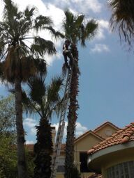 Palm Tree Pruning at Mirada Apartments.
