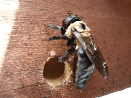 Carpenter Bee. Wood destroying insect. Bore holes 