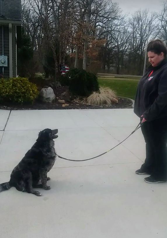 Zoie working sit stay