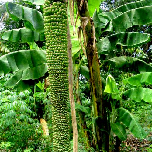 1000 finger banana tree
